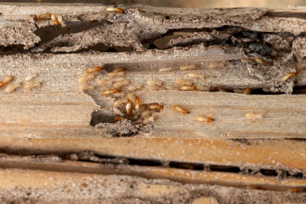 Best Emergency Pest Control  in Lely Resort, FL