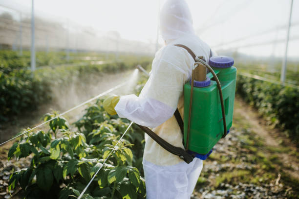 Trusted Lely Resort, FL Pest Control Experts